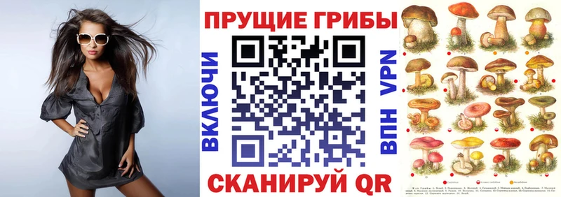 где найти наркотики  Правдинск  Псилоцибиновые грибы Psilocybe 